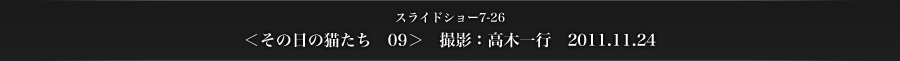 スライドショー7-26　＜その日の猫たち　09＞　撮影：高木一行　2011.11.24