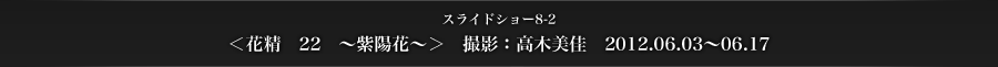 スライドショー8-2　＜花精　22　～紫陽花～＞　撮影：高木美佳　2012.06.03〜06.17