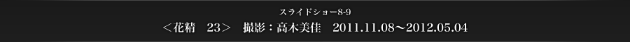 スライドショー8-9　＜花精　23＞　撮影：高木美佳　2011.11.08〜2012.05.04