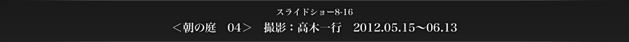 スライドショー8-16　＜朝の庭　04＞　撮影：高木一行　2012.05.15～06.13