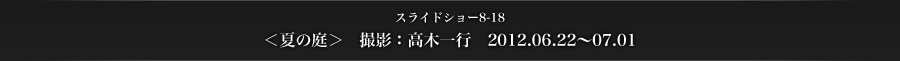 スライドショー8-18　＜夏の庭＞　撮影：高木一行　2012.06.22～07.01