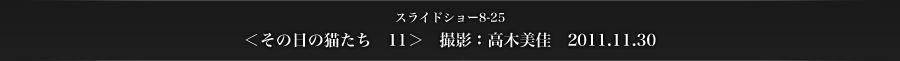 スライドショー8-25　＜その日の猫たち　11＞　撮影：高木美佳　2011.11.30