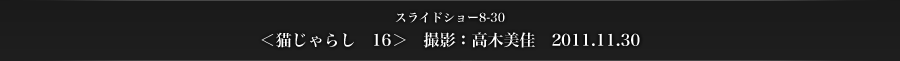 スライドショー8-30　＜猫じゃらし　16＞　撮影：高木美佳　2011.11.30