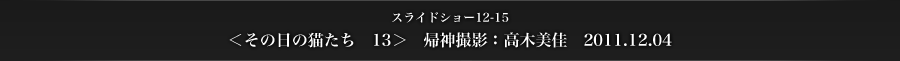 スライドショー12-15　＜その日の猫たち　13＞　帰神撮影：高木美佳　2011.12.04