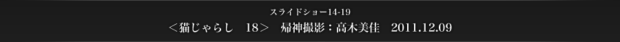 スライドショー14-19　＜猫じゃらし　18＞　帰神撮影：高木美佳　2011.12.09