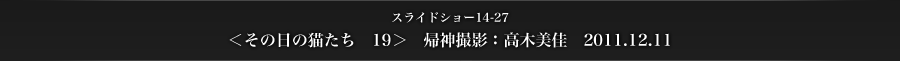 スライドショー14-27　＜その日の猫たち　19＞　帰神撮影：高木美佳　2011.12.11