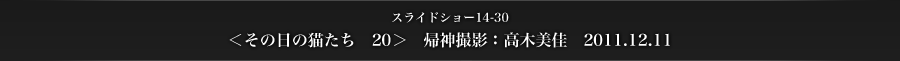 スライドショー14-30　＜その日の猫たち　20＞　帰神撮影：高木美佳　2011.12.11