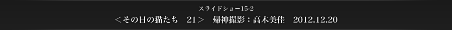 スライドショー15-2　＜その日の猫たち　21＞　帰神撮影：高木美佳　2012.12.20