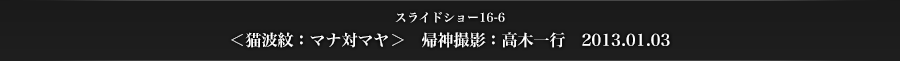 スライドショー16-6　＜猫波紋：マナ対マヤ＞　帰神撮影：高木一行　2013.01.03