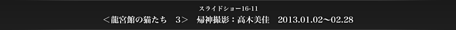 スライドショー16-11　＜龍宮館の猫たち3＞　帰神撮影：高木美佳　2013.01.02～02.28