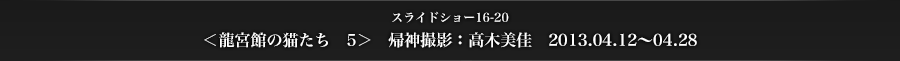 スライドショー16-20　＜龍宮館の猫たち5＞　帰神撮影：高木美佳　2013.04.12〜04.28