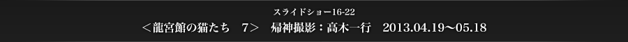 スライドショー16-22　＜龍宮館の猫たち　7＞　帰神撮影：高木一行　2013.04.19〜05.18