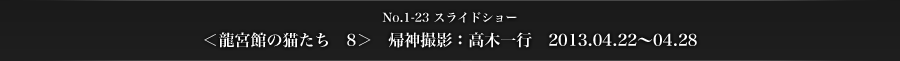スライドショー16-23　＜龍宮館の猫たち　8＞　帰神撮影：高木一行　2013.04.22〜04.28