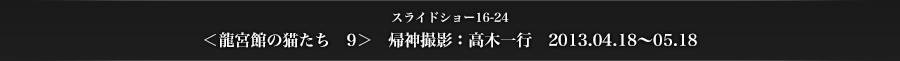 スライドショー16-24　＜龍宮館の猫たち　9＞　帰神撮影：高木一行　2013.04.18〜05.18
