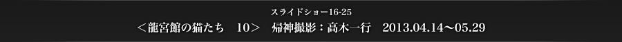 スライドショー16-25　＜龍宮館の猫たち　10＞　帰神撮影：高木一行　2013.04.14〜05.29