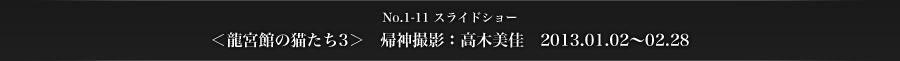 No.1-11　スライドショー　＜龍宮館の猫たち3＞　帰神撮影：高木美佳　2013.01.02～02.28