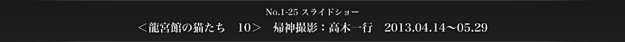 ＜龍宮館の猫たち　10＞　帰神撮影：高木一行　2013.04.14〜05.29