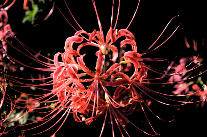 曼珠沙華（Red Spider Lily）