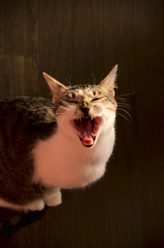 あくび猫（Yawn cat）
