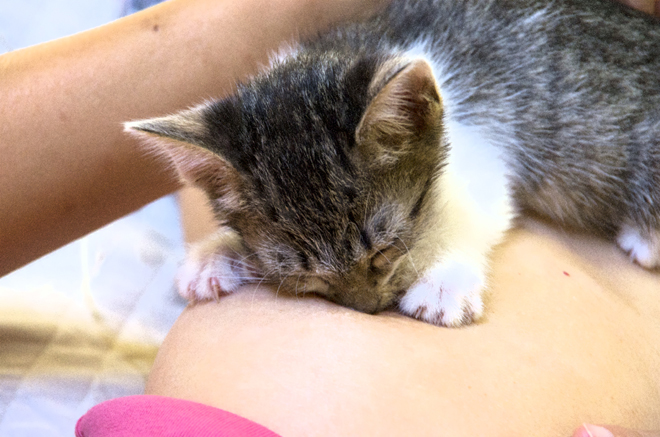 ちち猫（Milky cat）