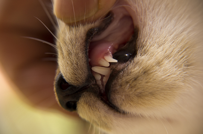 猫の犬歯（Dogtooth of Cat）