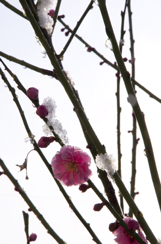 雪化粧（Snow make-up）