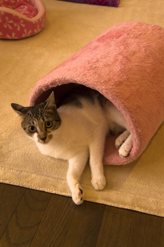 筒猫（Tunnel Cat）