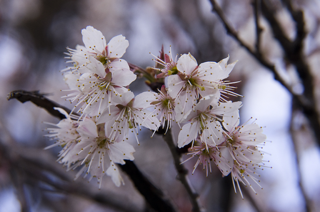 桜桃（Cherry）