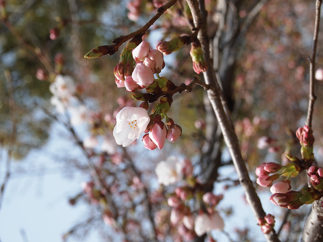 早春（Early spring）