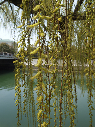 柳の花（Flowers of the willow）