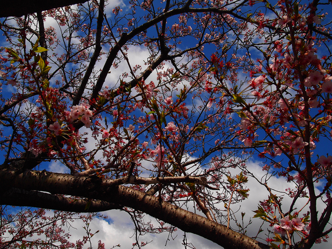 葉桜（Leaf cherry tree）