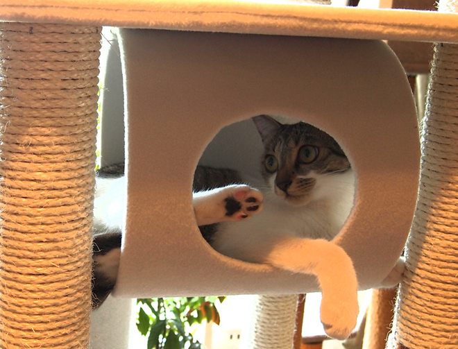 最近のマヤ（Cat Tower）