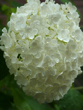 雨のアジサイ（Hydrangea