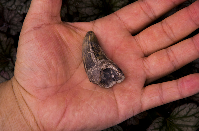 ワニの歯化石（Fossil teeth of a crocodile）